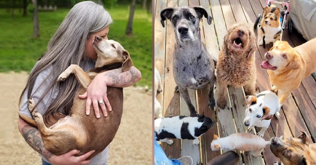 Woman turns home into pet hospice and now cares for 80 elderly dogs at once
