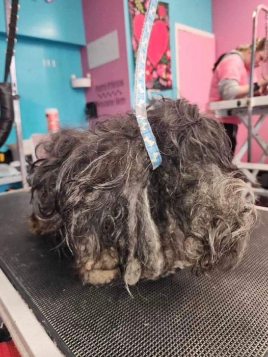 Severely matted dog surrendered to shelter, “one of the worst cases” they’ve seen — then dog gets incredible makeover