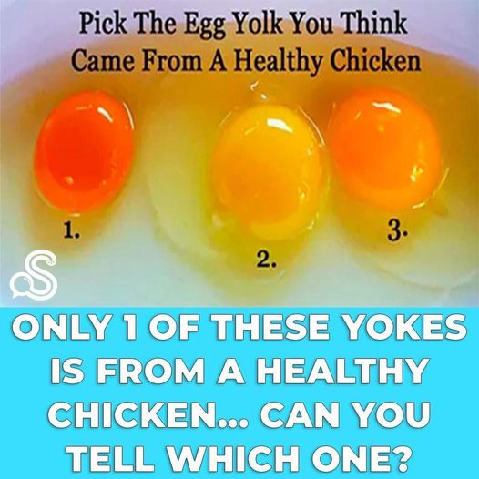Only 1 Of These Yokes Is From A Healthy Chicken..Can You Tell Which One?