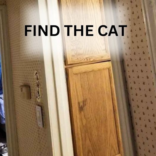 “OPTICAL ILLUSION TEST”: FIND THE CAT IN 7 SECONDS.