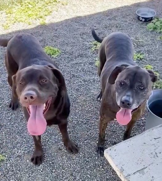Family surrenders dog to shelter and asks for him to be put down — then they realize he’s not alone