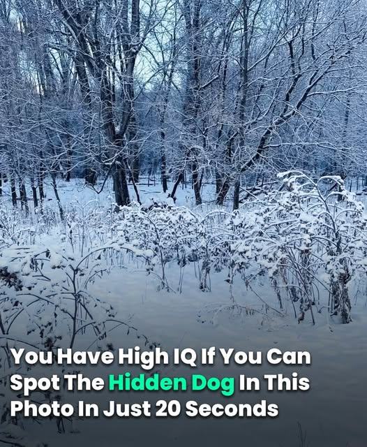 You Have A High IQ If You Can Spot The Hidden Dog In This Photo In Just 20 Seconds